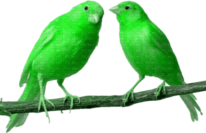 vogel bird grün green - Free PNG