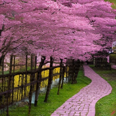 Pink Cherry Blossoms & Pathway - безплатен png