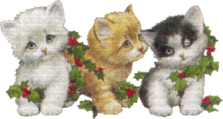 chatons - GIF animado grátis