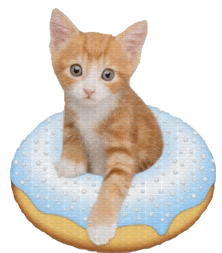 Katze, Cat, Donut - GIF animé gratuit