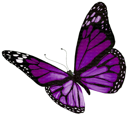 Butterfly.Purple - 免费PNG