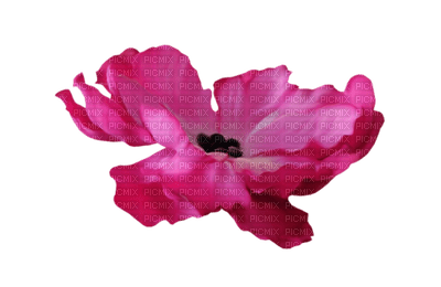 Kaz_Creations Deco Flower Pink Colours - 無料png