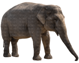 Kaz_Creations Elephant - nemokama png