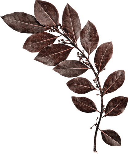 autumn deco kikkapink png leaves - Free PNG