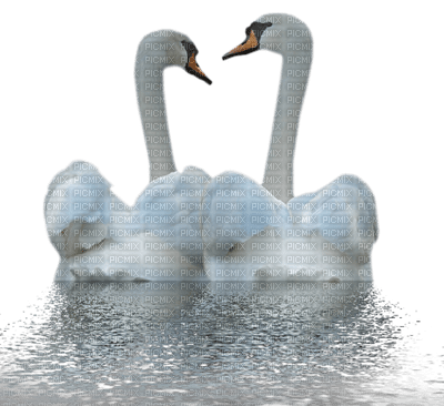 Kaz_Creations Animals  Birds Bird Swans - png gratuito