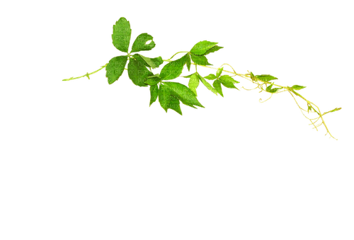 Ветка с  листьями - 無料png