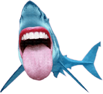 shark fun - bezmaksas png