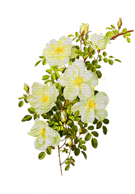 Flores - PNG gratuit