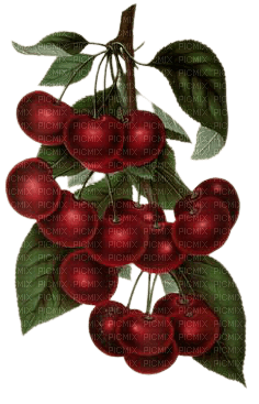 cherries - png ฟรี