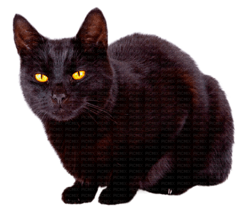 black cat by nataliplus - фрее пнг