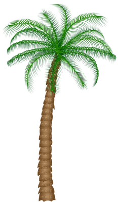 Palmtree - PNG gratuit