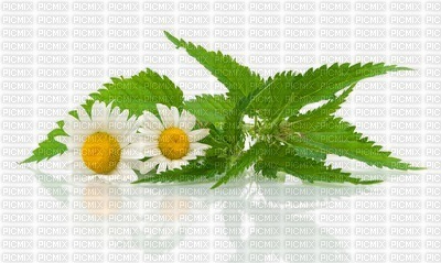 Chamomile - kostenlos png