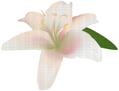 Lily - kostenlos png
