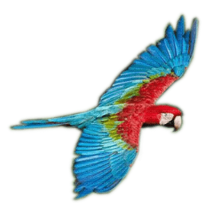 Rena Papagei Vogel - gratis png