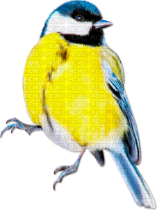 soave deco  bird spring  blue yellow - ücretsiz png