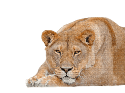 lion katrin - безплатен png