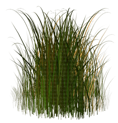 Kaz_Creations Garden Deco Grass - png grátis