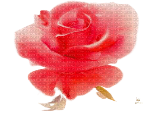 red rose - nemokama png