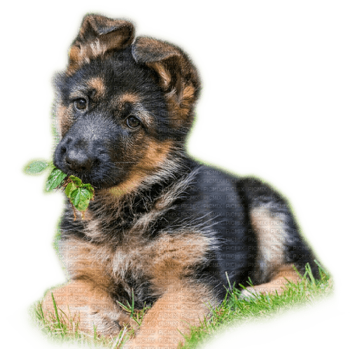 Rena Schäferhund Welpe - kostenlos png