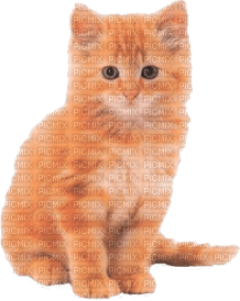 Kaz_Creations Cats Cat Kittens Kitten - фрее пнг