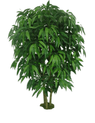 arbre - gratis png