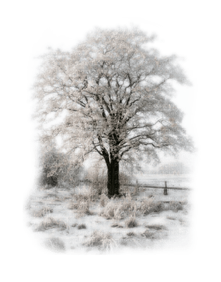 snow tree - ücretsiz png