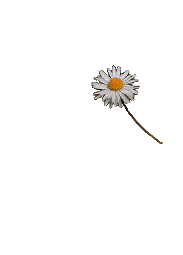 Цветок - 免费动画 GIF