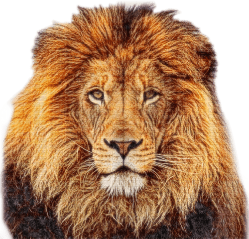 lion - nemokama png
