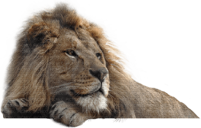 Kaz_Creations Animals Lion - png ฟรี