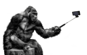 Kaz_Creations Gorilla - 免费PNG