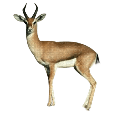 Kaz_Creations Deer - zdarma png