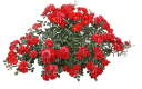 flowers katrin - 免费PNG
