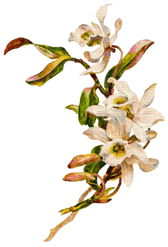 tropical flower dubravka4 - 免费PNG