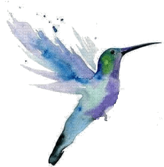 Hummingbird - ücretsiz png