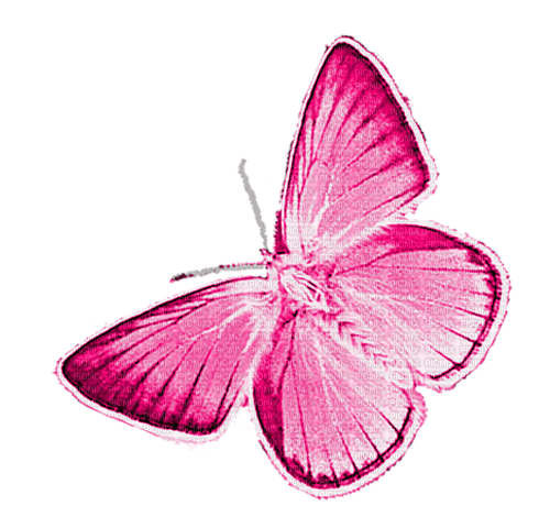 Butterfly.Pink - nemokama png