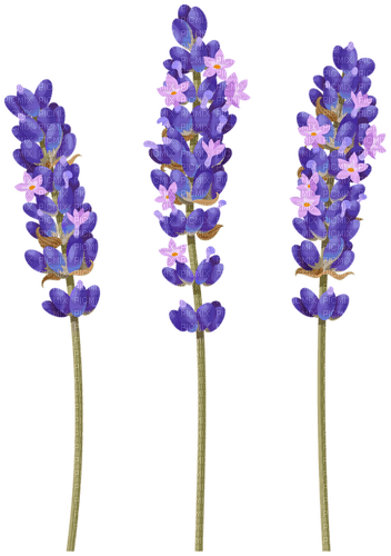 Lavendel - png gratis