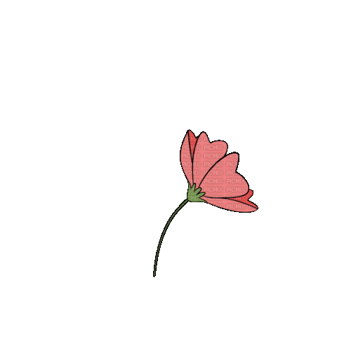Pink Flower - Δωρεάν κινούμενο GIF