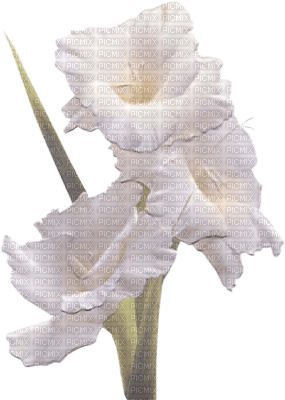 flower-white - PNG gratuit
