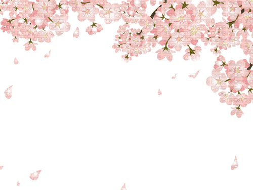 fleurs de cerisiers - png ฟรี