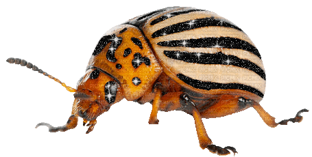 colorado potato beetle - Gratis animeret GIF
