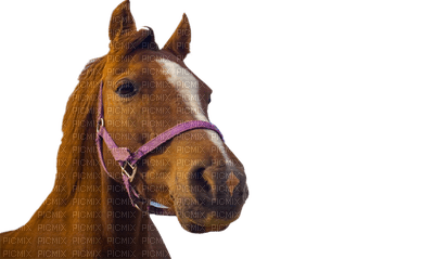 Horse - png gratis