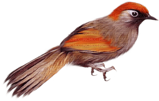 fågel-bird - besplatni png