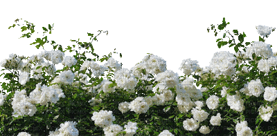 rose blanc bordure white rose border gif - GIF animé gratuit