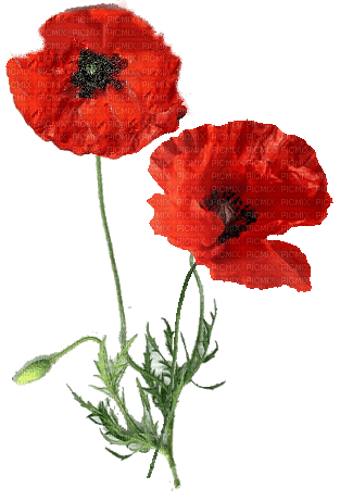 coquelicot - png ฟรี