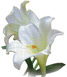 fleurs web - Gratis geanimeerde GIF