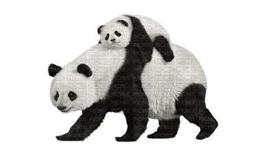 panda - ingyenes png