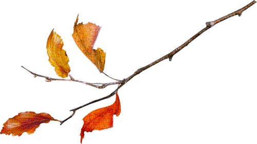 kikkapink autumn branch deco leaves - 免费PNG