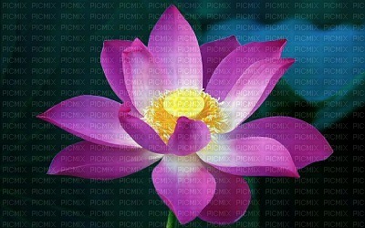 lotus flowers bp - png gratuito