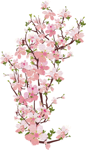 Branche de cerisier - png grátis