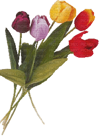 Blume, fleur, flower, tulips - Бесплатни анимирани ГИФ